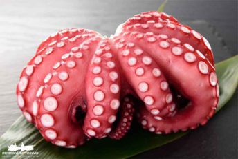 Unique food selection of spanish octopus