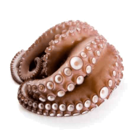 Frozen Spanish Flower Octopus
