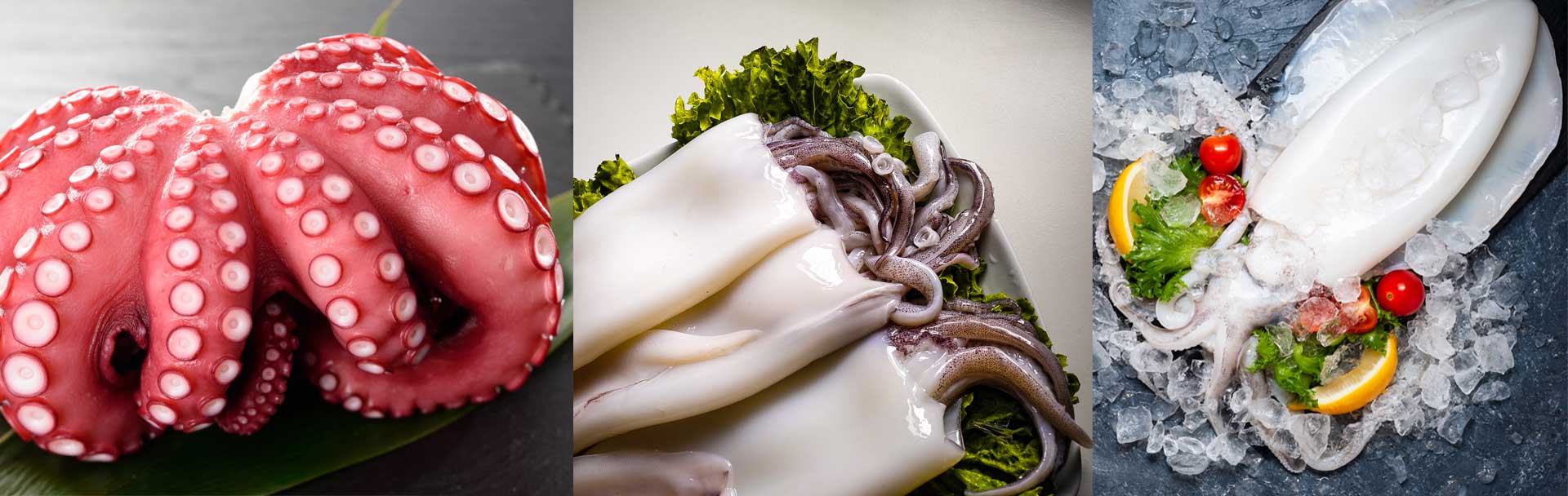 What is the difference between octopus squid and cuttlefish ?