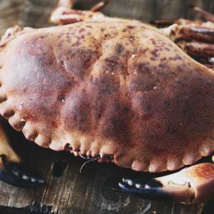 Brown Crab crab - Buey de mar already cooked