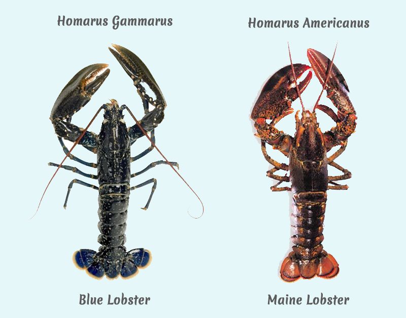 picture of raw Blue lobster and raw Maine lobster